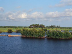 Bahaya! Ekosistem di Hutan Rawa Benin Terancam Punah