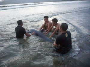 Momen Penyelamatan Lumba-lumba yang Terdampar di Pantai Tulungagung