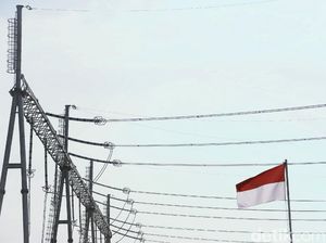 detikers Tahu Belum Ya, Hewan Ini Kebal dari Setruman Pagar Listrik! detikers Tahu Belum Ya, Hewan Ini Kebal dari Setruman Pagar Listrik!