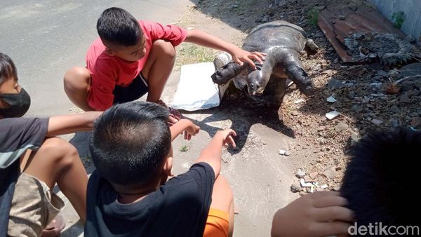 Penampakan Bulus 20 Kg yang Ditemukan di Terowongan Kuno Klaten