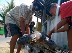 Hukum Makan Labi-labi atau Bulus dalam Islam, Halal atau Haram?