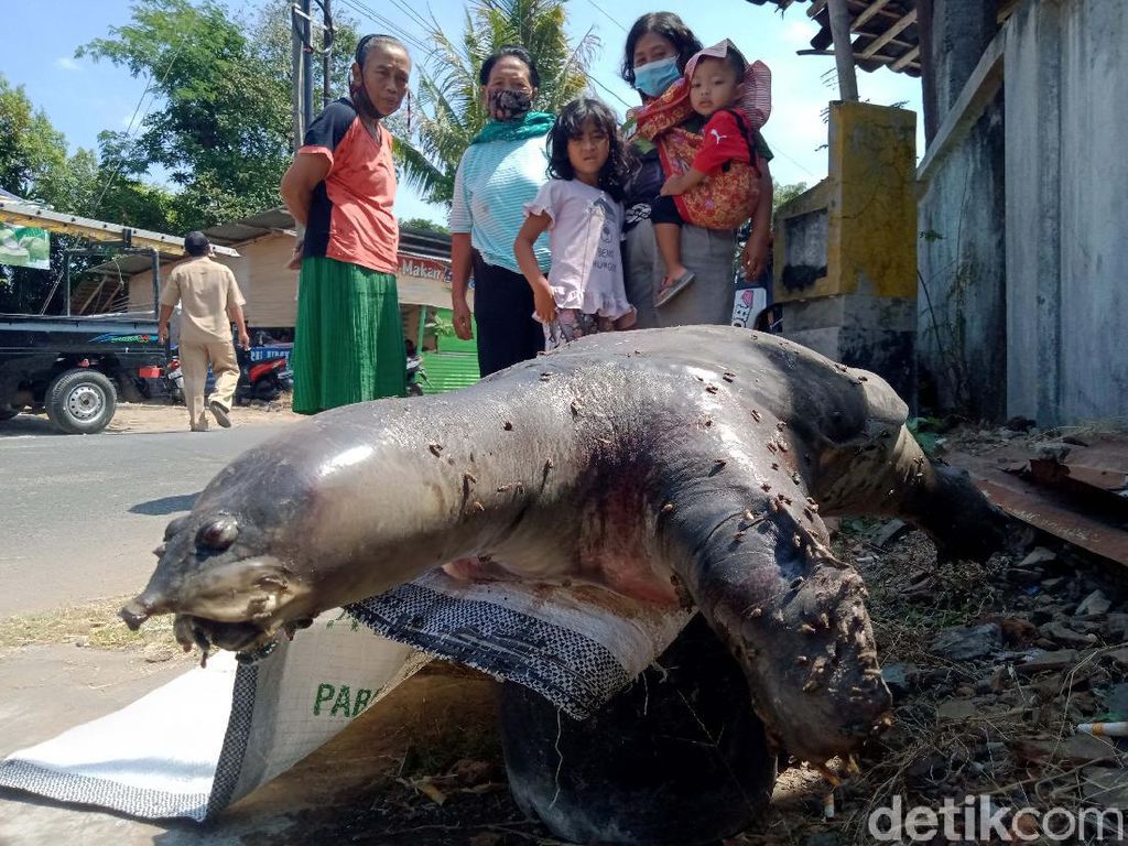 Bulus Raksasa Gegerkan Area Terowongan Kuno Klaten, Ini Serba-serbinya Bulus Raksasa Gegerkan Area Terowongan Kuno Klaten, Ini Serba-serbinya