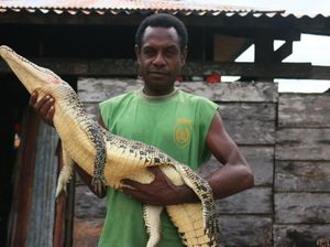 Tradisi Warga Kampung Goras Berburu Buaya dengan Tombak