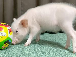 Vlogger Babi Imut Ini Berakhir Jadi Babi Panggang Setelah Terkenal di YouTube