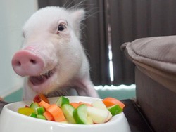 100 Hari Jadi Bintang Vlog, Babi Imut Ini Berakhir Jadi Babi Panggang