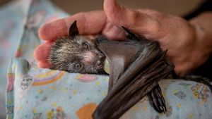 Karya Finalis Wildlife Photographer Of The Year 2021 Bikin Mata Terkesima
