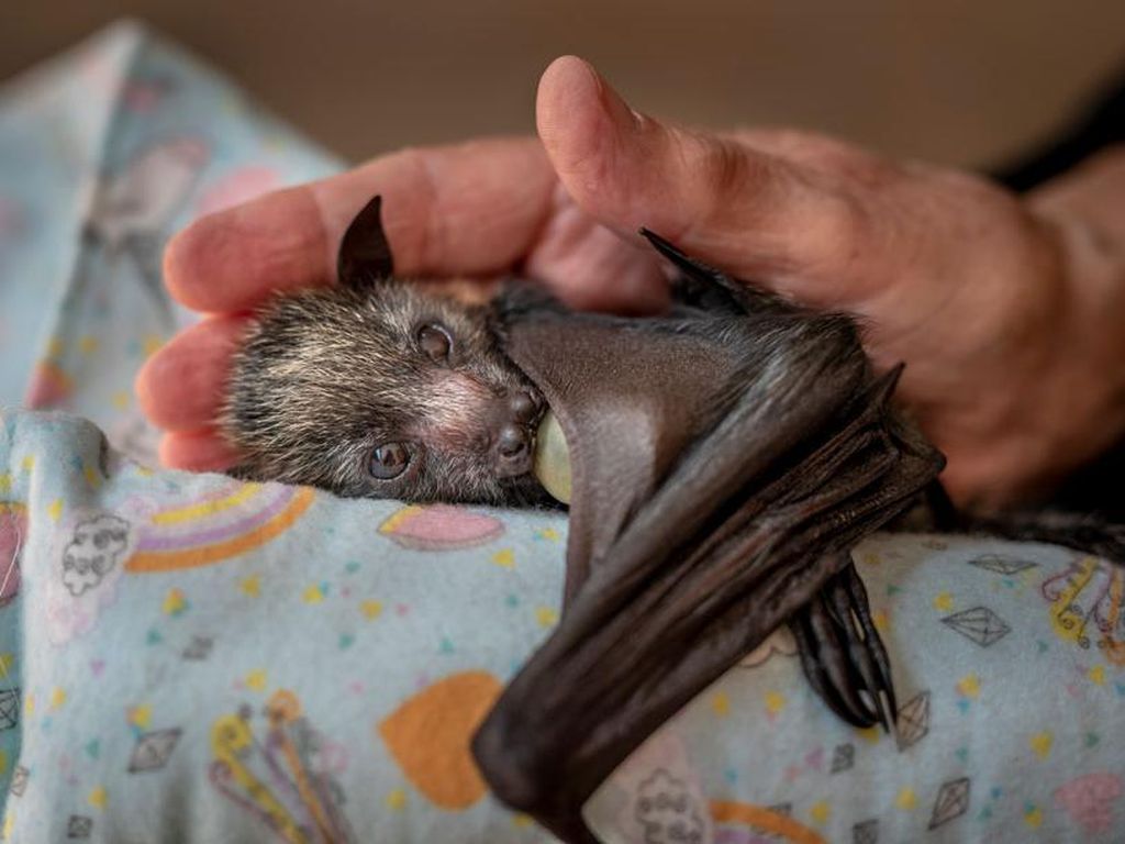 Karya Finalis Wildlife Photographer Of The Year 2021 Bikin Mata Terkesima Karya Finalis Wildlife Photographer Of The Year 2021 Bikin Mata Terkesima