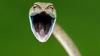Finalist Comedy Wildlife Photography 2021 Bikin Ngakak, Ada dari Indonesia