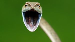 Finalist Comedy Wildlife Photography 2021 Bikin Ngakak, Ada dari Indonesia