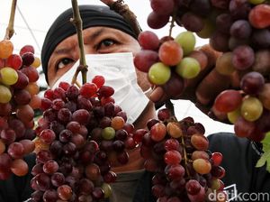 Mengintip Panen Anggur di Pesisir Jakarta Mengintip Panen Anggur di Pesisir Jakarta