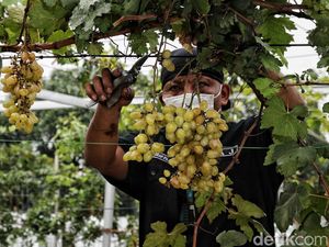 Yuk Kenali Bagian-bagian Tumbuhan Beserta Fungsinya Yuk Kenali Bagian-bagian Tumbuhan Beserta Fungsinya