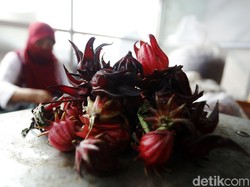 10 Manfaat Bunga Rosella Merah Bagi Kesehatan