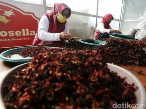 Minum Teh Rosella Setiap Hari? Ini 10 Manfaatnya untuk Kesehatan Minum Teh Rosella Setiap Hari? Ini 10 Manfaatnya untuk Kesehatan