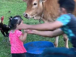 Ngakak Sekaligus Bikin Panik, Bocah Ini Asyik Makan Bareng Sapi