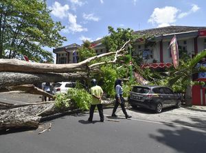 Mobil dan Motor Ringsek Tertimpa Pohon di Mataram
