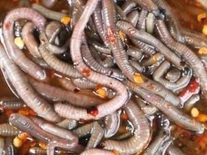 Salad Cacing Viral, Pemerintah Thailand Larang Warganya Menyantap Salad Ini