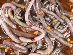 Salad Cacing Viral, Pemerintah Thailand Larang Warganya Menyantap Salad Ini