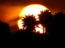 Ramai Postingan Matahari Terbit dari Barat, Ini Penjelasan NASA