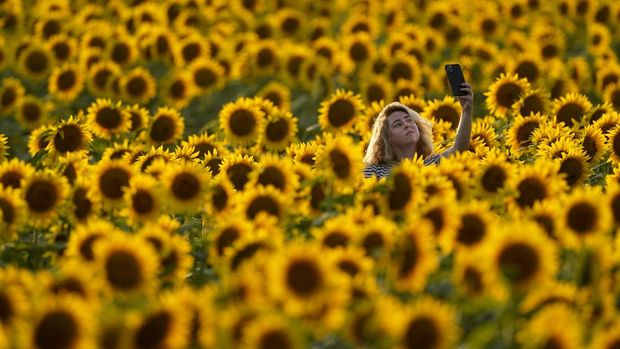 A woman takes a photo in a sunflower field at Grinter Farms, Monday, Sept. 6, 2021, near Lawrence, Kan. The field, planted annually by the Grinter family, draws thousands of visitors during the weeklong late summer blossoming of the flowers. (AP Photo/Charlie Riedel)