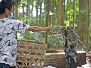 Monyet di Sangeh Bali Terancam Rabies dari Anjing Liar Monyet di Sangeh Bali Terancam Rabies dari Anjing Liar