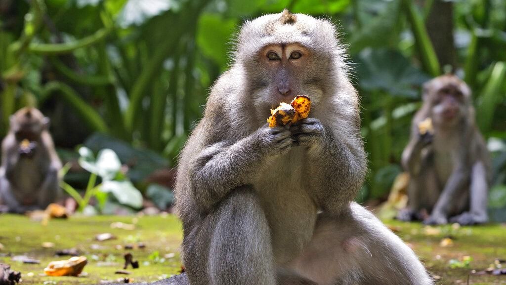 Kasihan! Monyet-Monyet Sangeh Kesepian, Rindukan Wisatawan