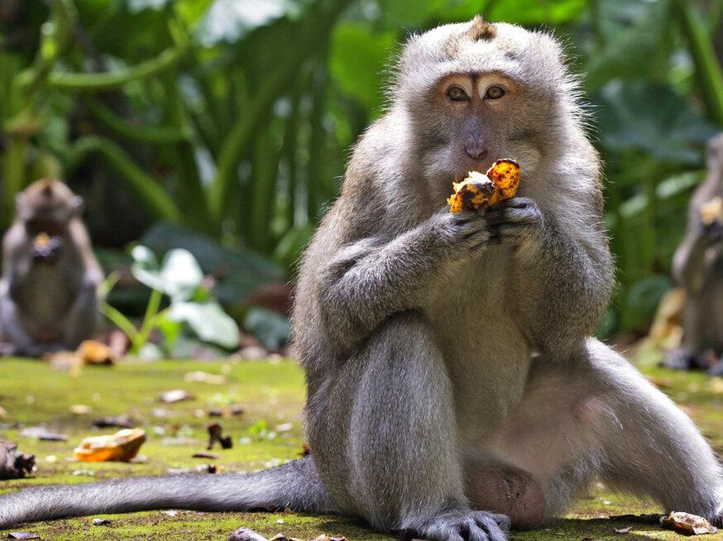 Penelitian: Monyet di Ubud Anggap Batu sebagai Mainan Seks