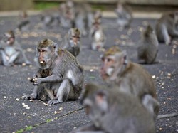 Ratusan Turis Australia Digigit Hewan Liar di Bali, Diminta Hati-hati