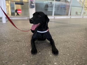 Anjing Pelacak Kemungkinan akan Dikerahkan untuk Tangani COVID-19 di Australia