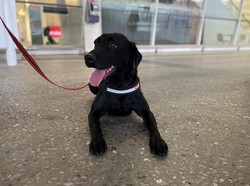 Anjing Pelacak Kemungkinan akan Dikerahkan untuk Tangani COVID-19 di Australia