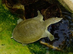 5 Fakta Bulus, Diolah Jadi Sup Lezat dan Mengencangkan Payudara