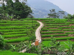 Wisata Alam dengan Suasana Rumah di Hutan Hujan Sentul
