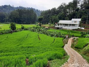 Serunya Trekking Sambil Jelajahi Hutan Hujan Sentul