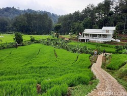 Serunya Trekking Sambil Jelajahi Hutan Hujan Sentul