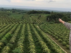 Kementan Canangkan Bangun 2.358 Kampung Hortikultura di Tahun 2022