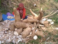 Awas! Ketela Raksasa Pandemir Beracun Jika Tak Diolah dengan Benar