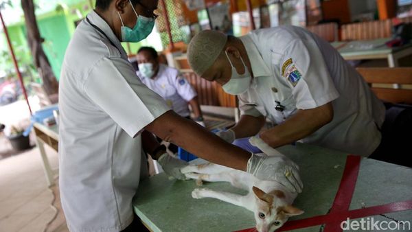 Melihat Proses Sterilisasi Hewan Peliharaan di Jakarta