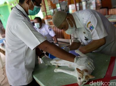 Melihat Proses Sterilisasi Hewan Peliharaan di Jakarta