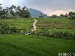 Destinasi Baru! Wisata Hutan Hujan Ini Hanya 1 Jam dari Jakarta