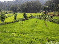 Arti Intensifikasi dalam Dunia Pertanian Beserta Contohnya