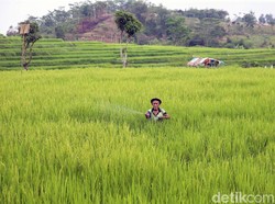 Arti Ekstensifikasi dalam Bidang Pertanian beserta Contohnya