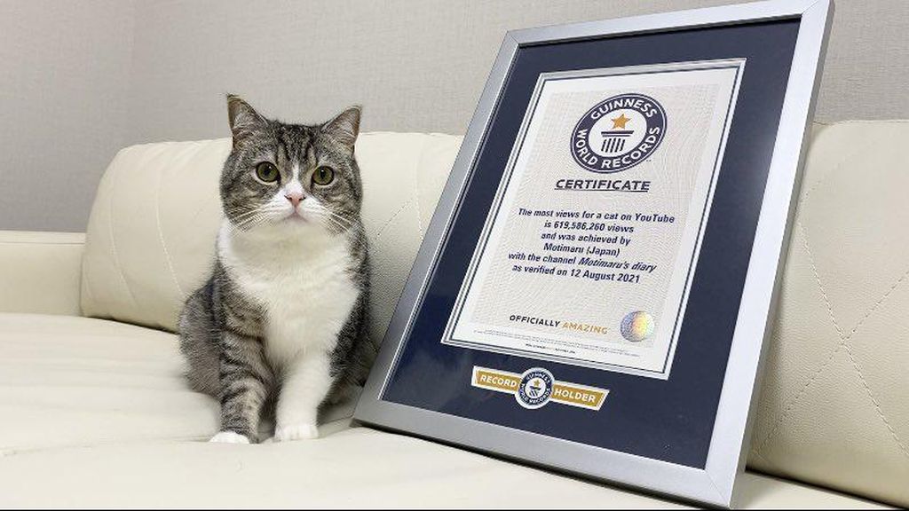 Potret Motimaru, Kucing Gemoy yang Dicatat Guinness World Record