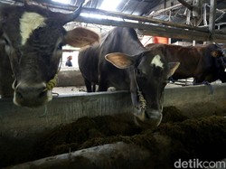 Inovatif! Universitas Bangka Belitung Ciptakan Probiotik dari Bungkil Sawit