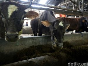 Inovatif! Universitas Bangka Belitung Ciptakan Probiotik dari Bungkil Sawit Inovatif! Universitas Bangka Belitung Ciptakan Probiotik dari Bungkil Sawit