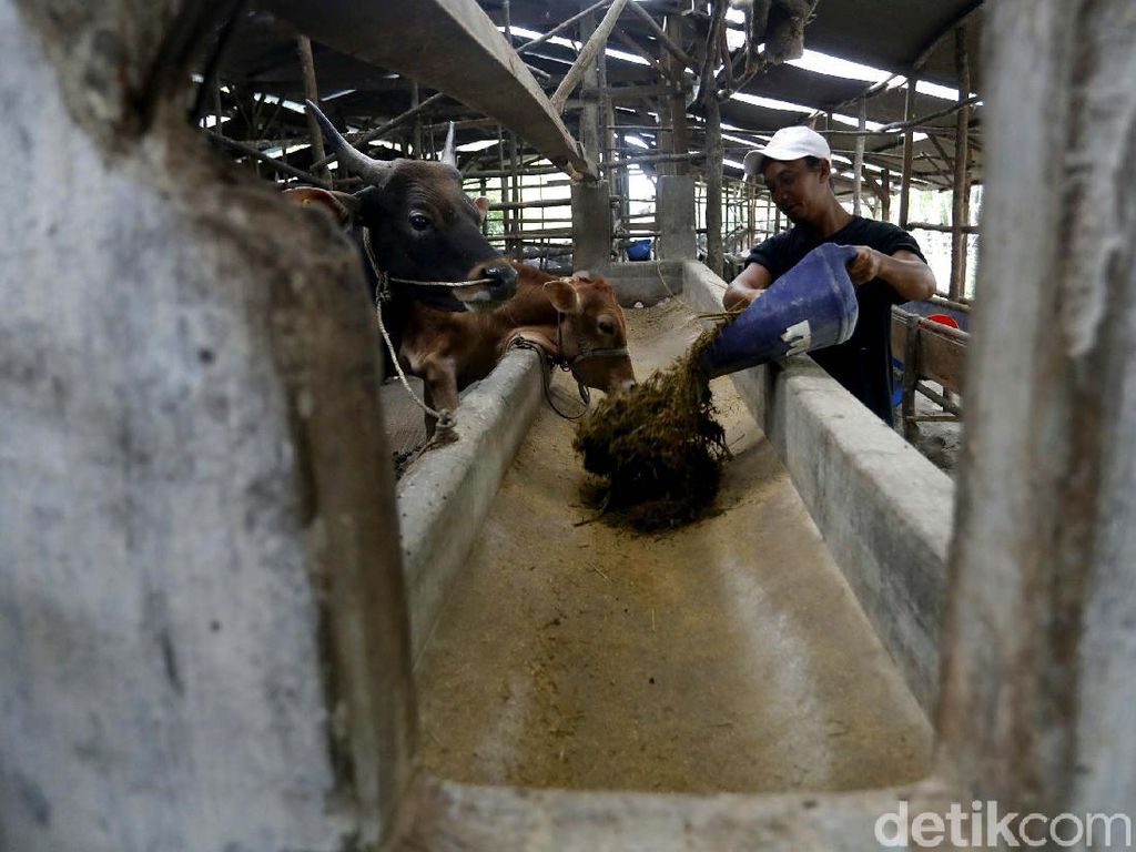 Pakan Sapi dari Limbah Sawit Bikin Peternak Makin Cuan Pakan Sapi dari Limbah Sawit Bikin Peternak Makin Cuan