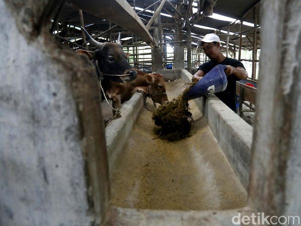 Olah Limbah Sawit Jadi Pakan Sapi, Peternak Ini Makin Cuan