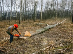 Izin HTI di Hutan Kalteng Kacau, Pemerintah Diminta Lakukan Ini