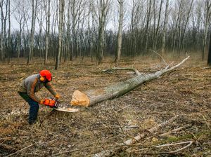 Izin HTI di Hutan Kalteng Kacau, Pemerintah Diminta Lakukan Ini Izin HTI di Hutan Kalteng Kacau, Pemerintah Diminta Lakukan Ini