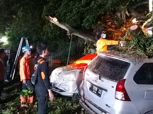 4 Mobil Ringsek Tertimpa Pohon Tumbang di Gunungbatu Bogor