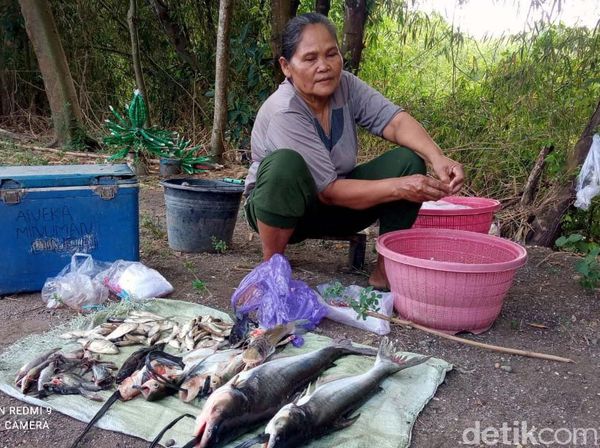 Saat Warga Berburu Ikan Teler Usai Bengawan Solo Tercemar Limbah Ciu