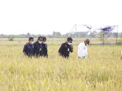 Mentan Kunker ke Papua, Stafsus Jokowi: Bawa Semangat Baru Pertanian!